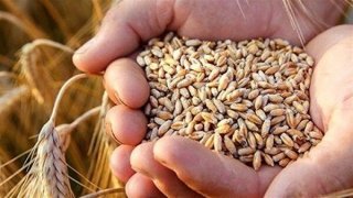 خرید تضمینی گندم ۱۳۰ درصد افزایش یافت خرید تضمینی گندم ۱۳۰ درصد افزایش یافت