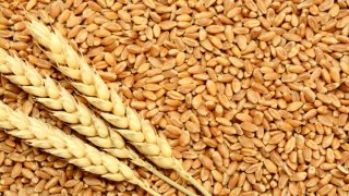 افزایش ۳۱ درصدی خرید تضمینی گندم افزایش ۳۱ درصدی خرید تضمینی گندم