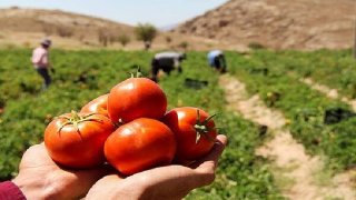یخزدگی بوتههای گوجهفرنگی بازار را بهم ریخت یخزدگی بوتههای گوجهفرنگی بازار را بهم ریخت